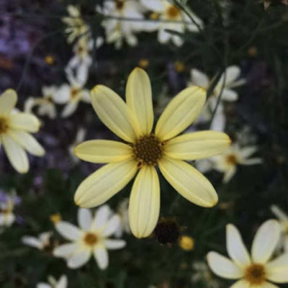 Meet your Posher, Sophia - Picture 1 of 1